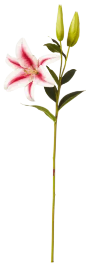 pink lily flower with long stem